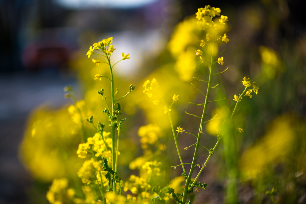 菜の花の写真