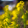菜の花の写真