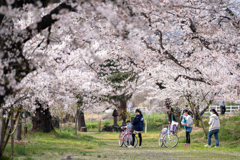 お花見日和