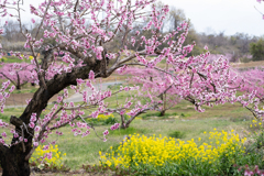 桃の花