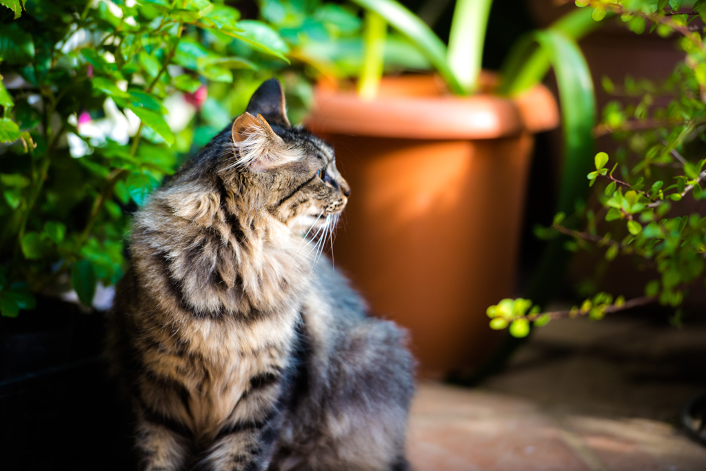 ねこ