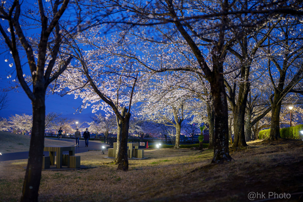 夜桜