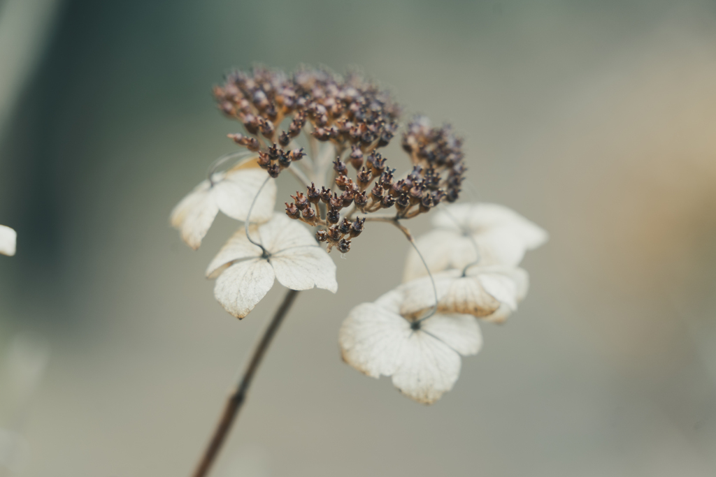 枯れ紫陽花