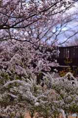 桜と白い花