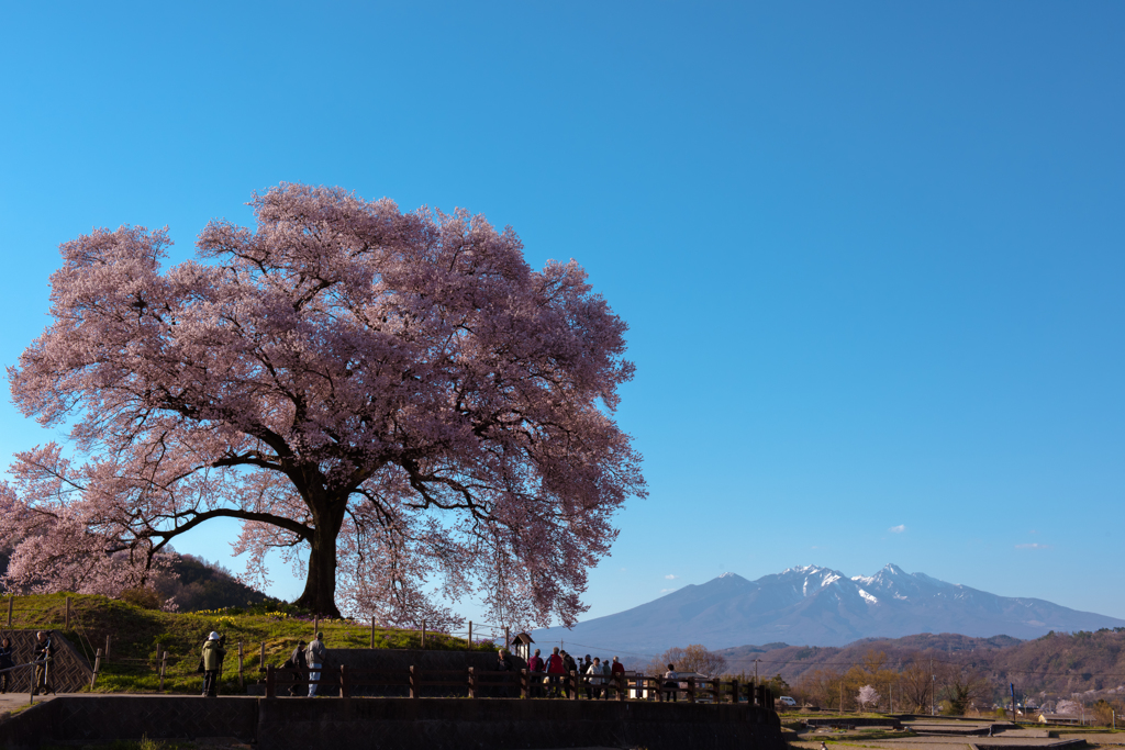 さくらの樹と八ヶ岳