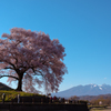 さくらの樹と八ヶ岳