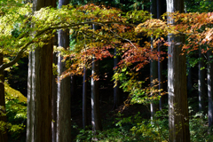 秋の山道