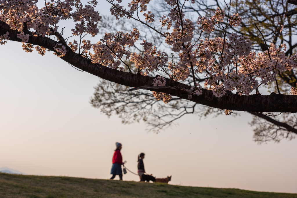 桜と夕日と犬と私