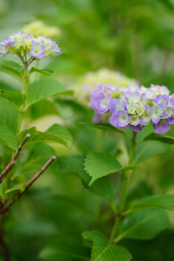 紫陽花