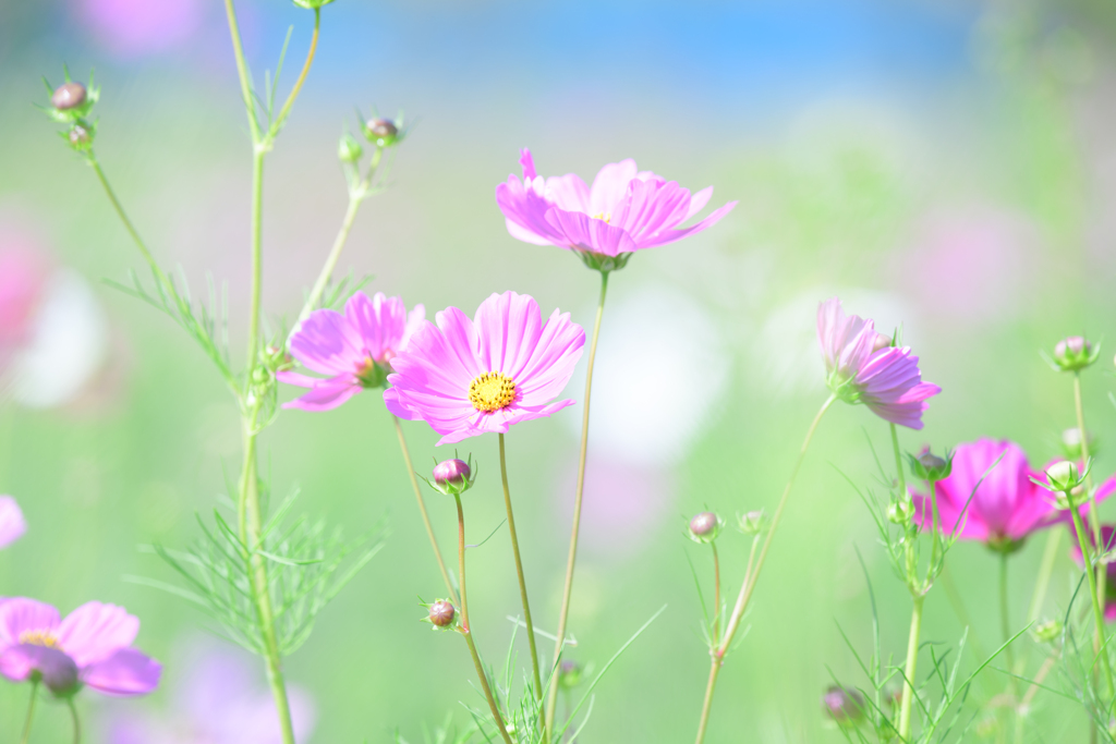 秋桜