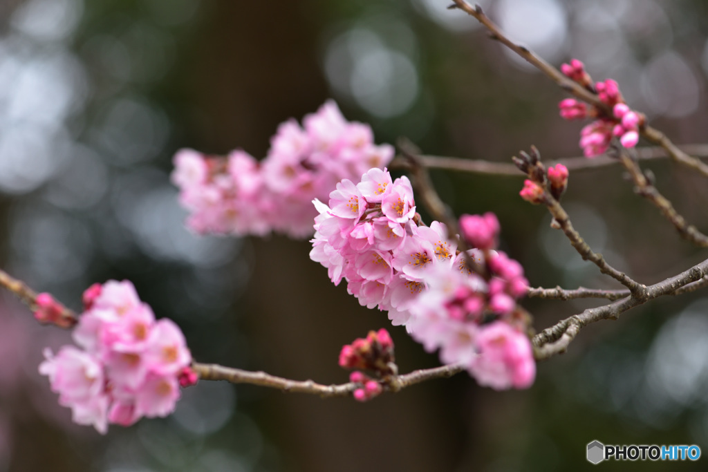 わに塚の桜