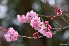 わに塚の桜