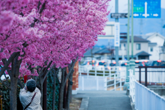 早咲きの桜