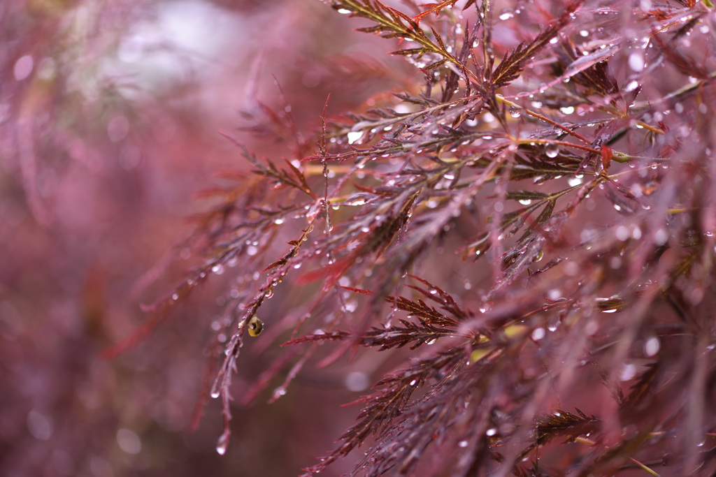 雨のもみじ