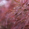 雨のもみじ