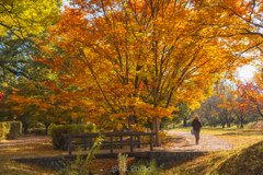 木漏れ日のおこめ