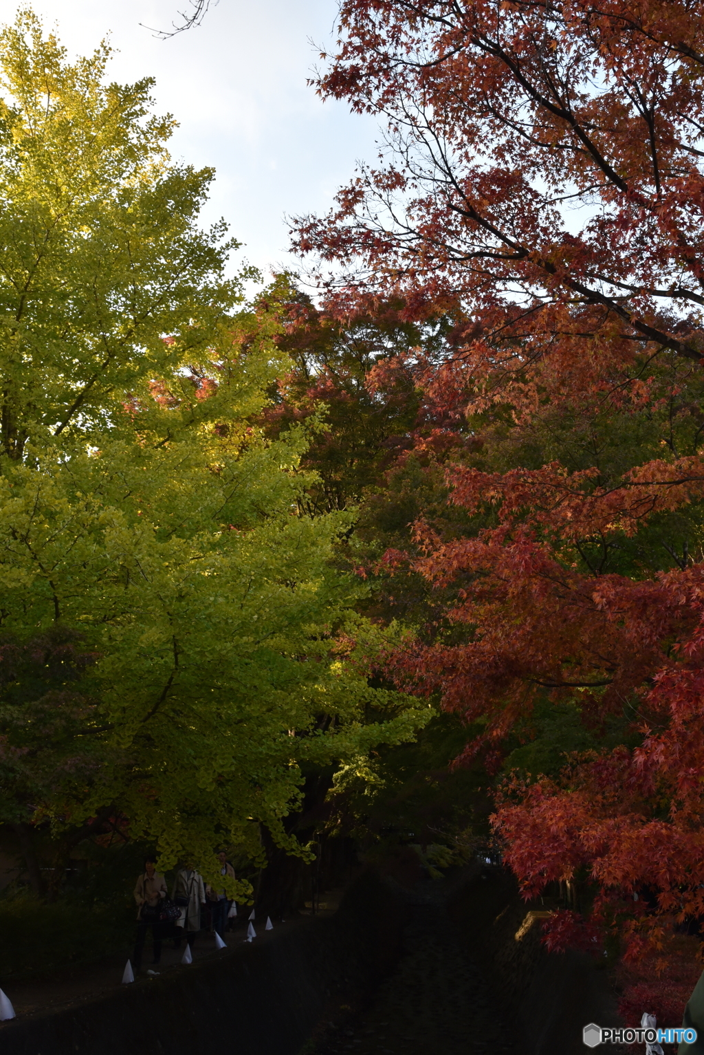 紅葉と緑