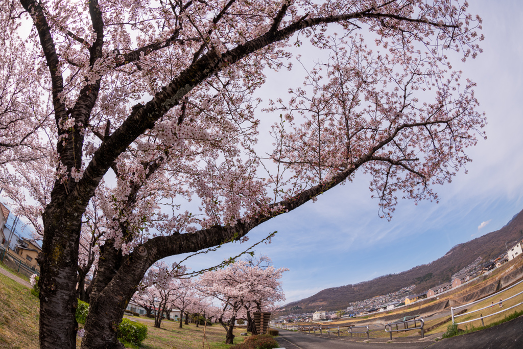 川辺町のさくら