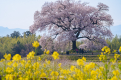 里山の春 #2