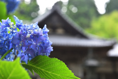 アジサイⅡ