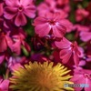 芝桜