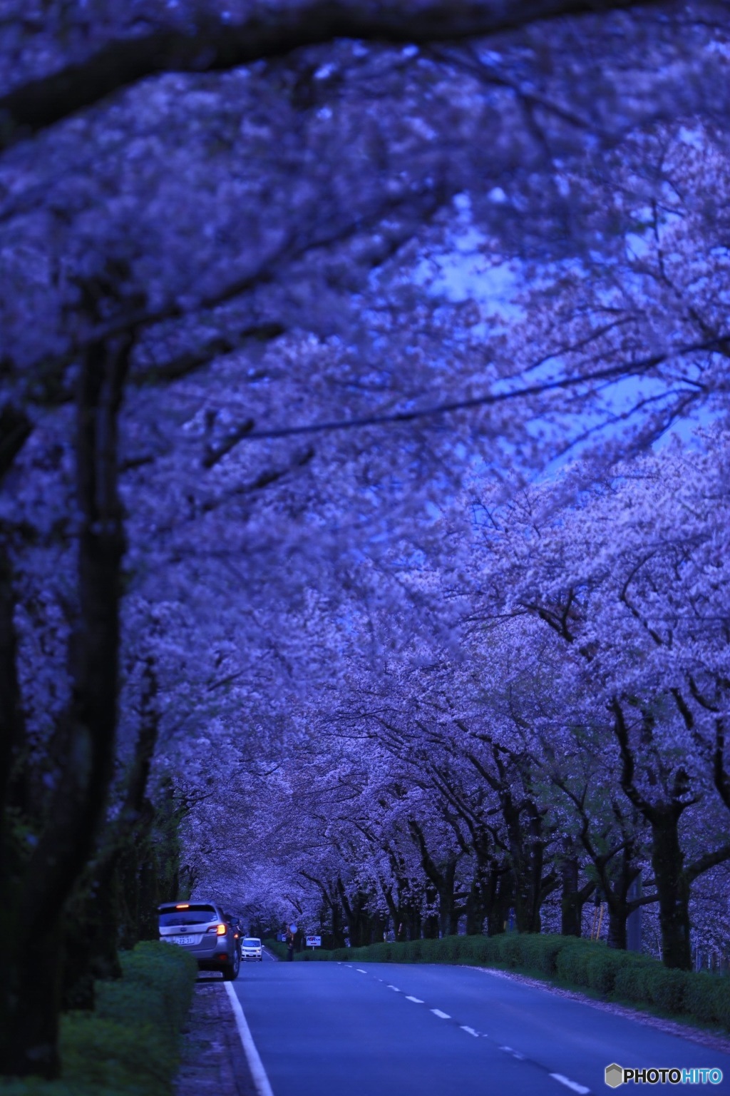 桜のトンネル