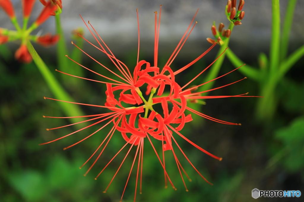 曼珠沙華
