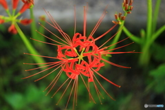曼珠沙華