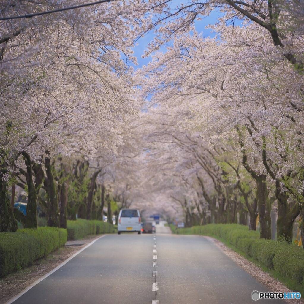 桜のトンネル