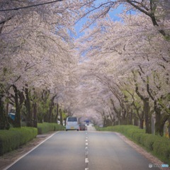 桜のトンネル