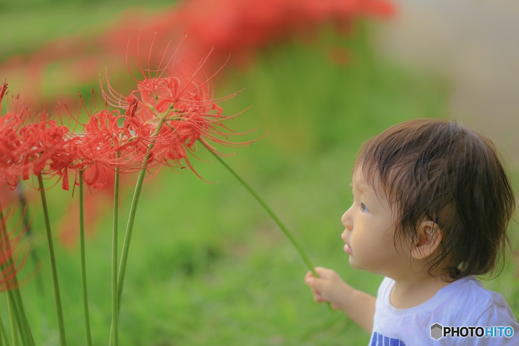 曼珠沙華