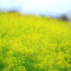 菜の花