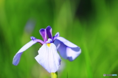 花菖蒲