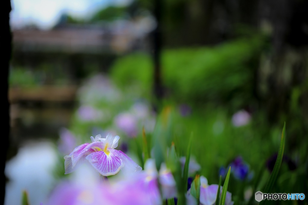 菖蒲