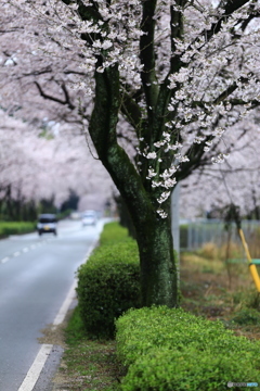 桜のトンネル