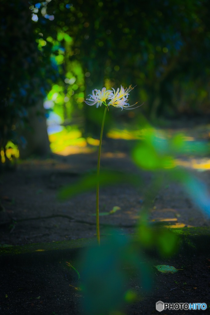 曼珠沙華