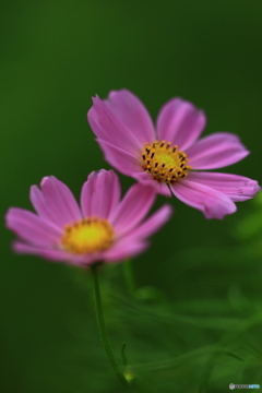 秋桜