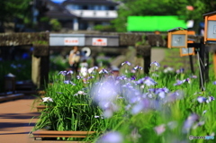 花菖蒲 その3