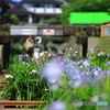 花菖蒲 その3