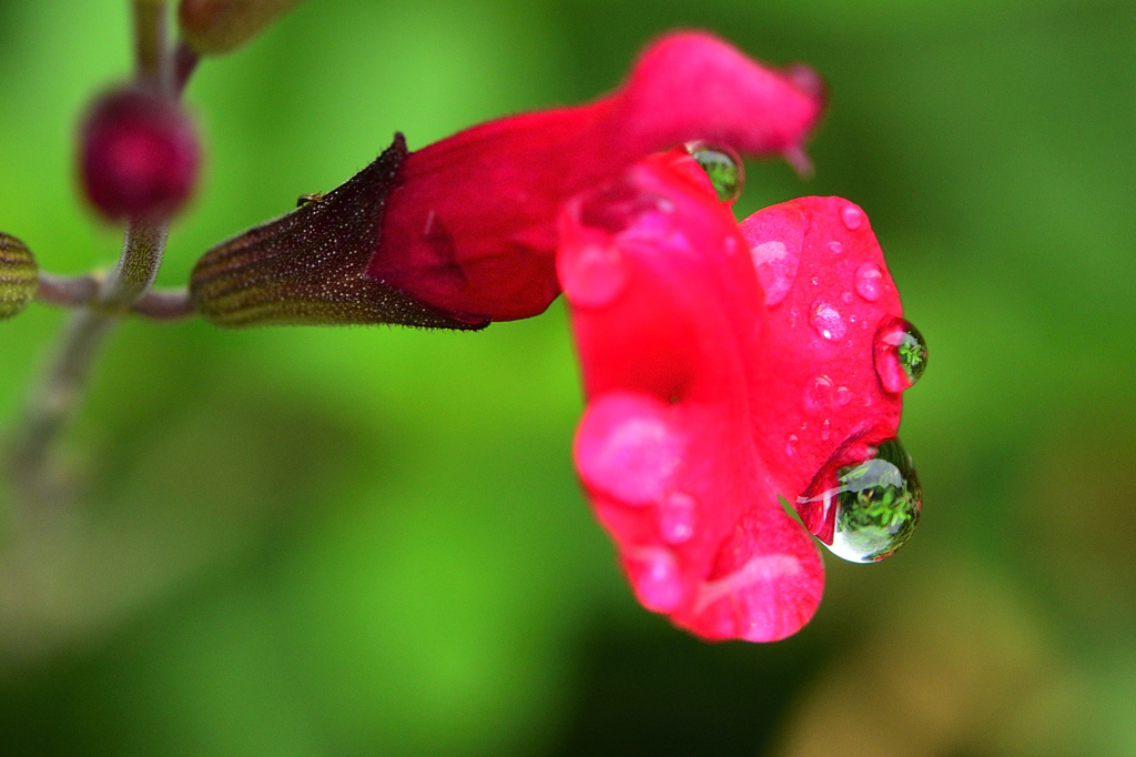 花のなみだ