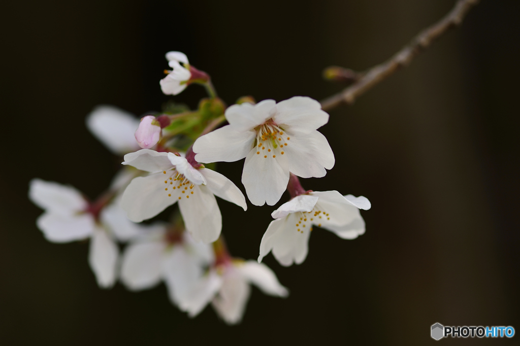 今年の桜