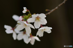 今年の桜