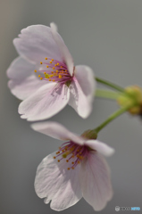 芝浦の桜