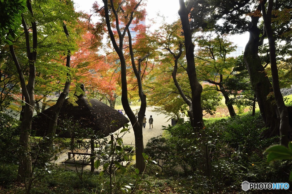 小石川庭園２