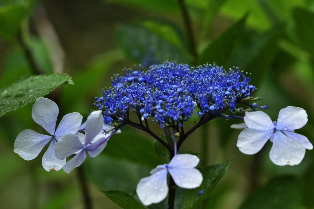 ドローン？紫陽花