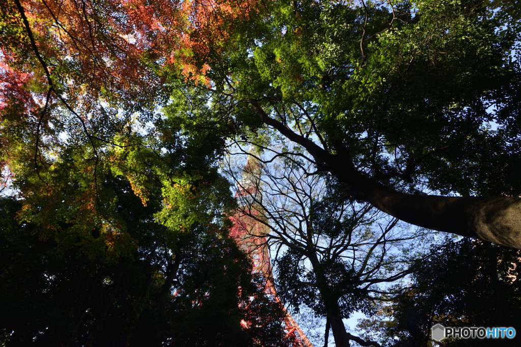 東京タワーの秋