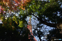 東京タワーの秋