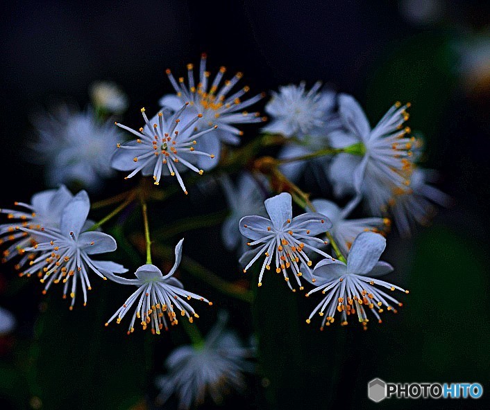 _YAM0031 (1)