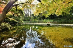 小石川庭園３