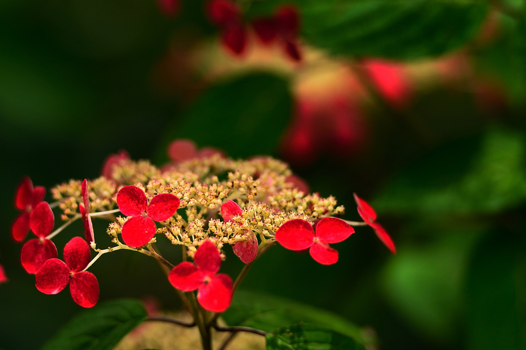 真っ赤な紫陽花